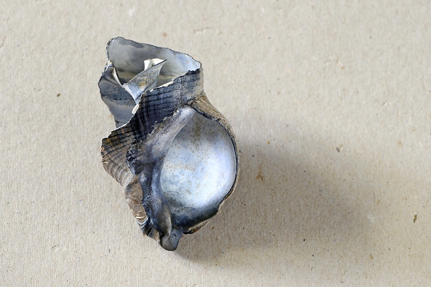 wulk (buccinum undatum) 1-2022 0966